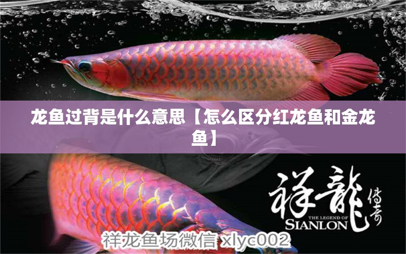 龍魚過背是什么意思【怎么區(qū)分紅龍魚和金龍魚】 龍魚批發(fā)