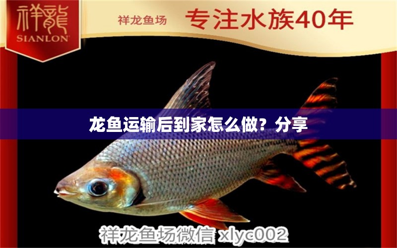 龍魚(yú)運(yùn)輸后到家怎么做？分享