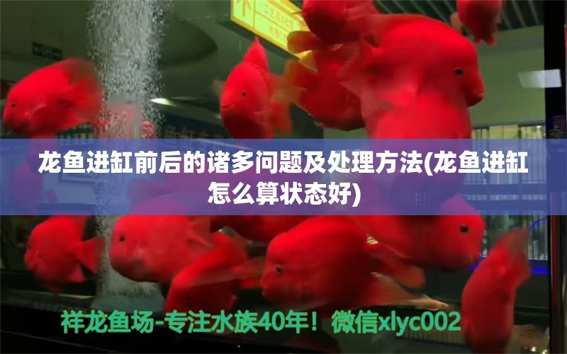 龍魚進缸前后的諸多問題及處理方法(龍魚進缸怎么算狀態(tài)好)