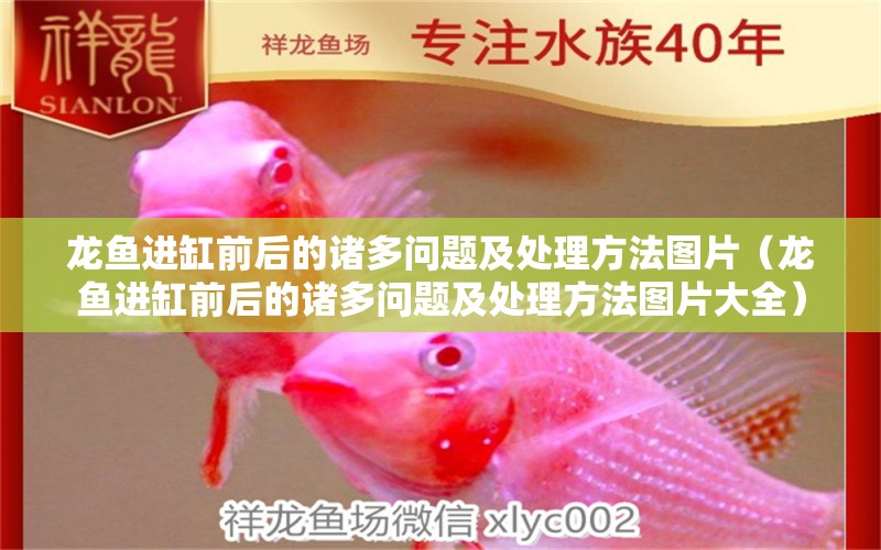 龍魚進(jìn)缸前后的諸多問題及處理方法圖片（龍魚進(jìn)缸前后的諸多問題及處理方法圖片大全） 廣州龍魚批發(fā)市場