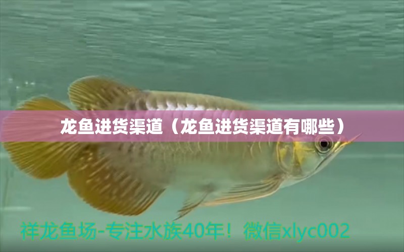 龍魚(yú)進(jìn)貨渠道（龍魚(yú)進(jìn)貨渠道有哪些）