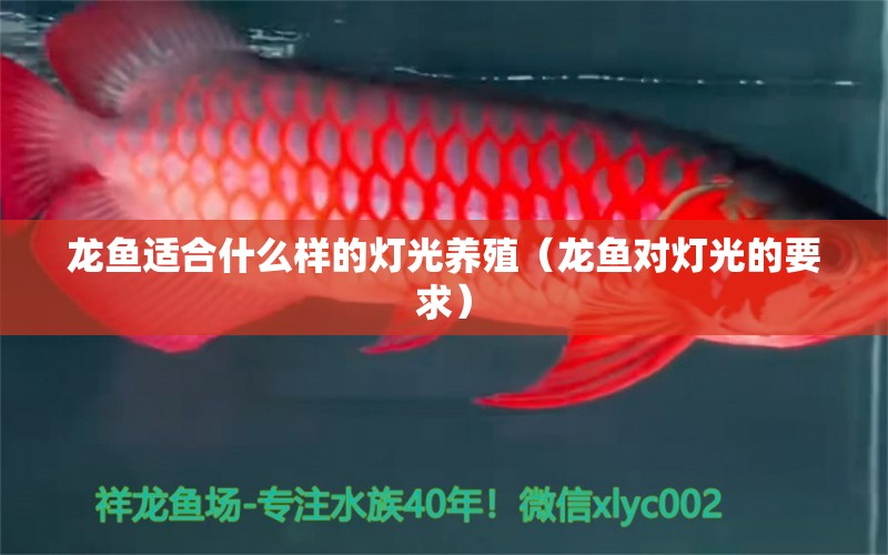 龍魚適合什么樣的燈光養(yǎng)殖（龍魚對燈光的要求） 觀賞魚