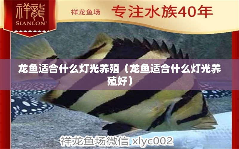 龍魚適合什么燈光養(yǎng)殖（龍魚適合什么燈光養(yǎng)殖好） 觀賞魚