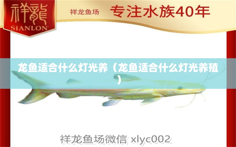 龍魚適合什么燈光養(yǎng)（龍魚適合什么燈光養(yǎng)殖） 黑帝王魟魚