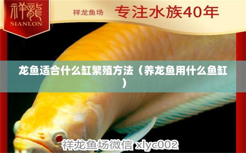 龍魚適合什么缸繁殖方法（養(yǎng)龍魚用什么魚缸）