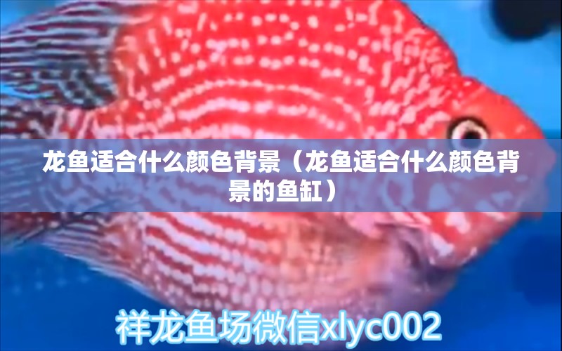 龍魚適合什么顏色背景（龍魚適合什么顏色背景的魚缸）