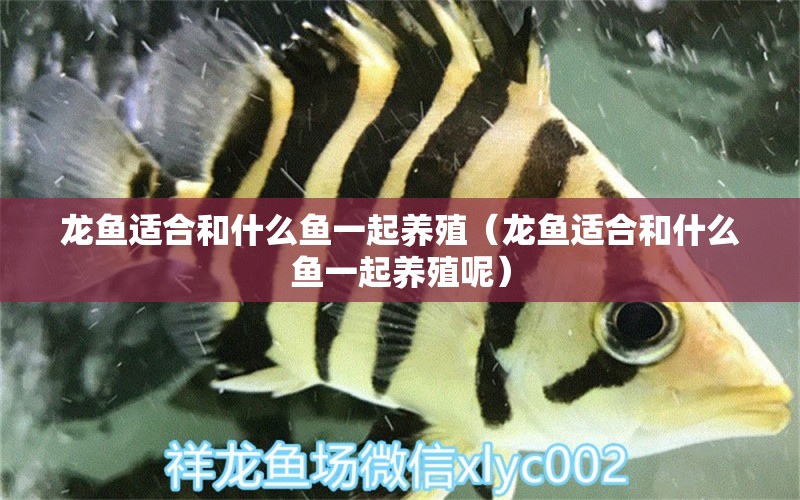 龍魚適合和什么魚一起養(yǎng)殖（龍魚適合和什么魚一起養(yǎng)殖呢）