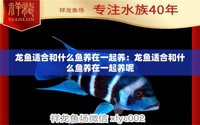 龍魚適合和什么魚養(yǎng)在一起養(yǎng)：龍魚適合和什么魚養(yǎng)在一起養(yǎng)呢 觀賞魚市場（混養(yǎng)魚）