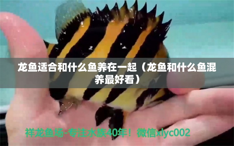 龍魚(yú)適合和什么魚(yú)養(yǎng)在一起（龍魚(yú)和什么魚(yú)混養(yǎng)最好看）