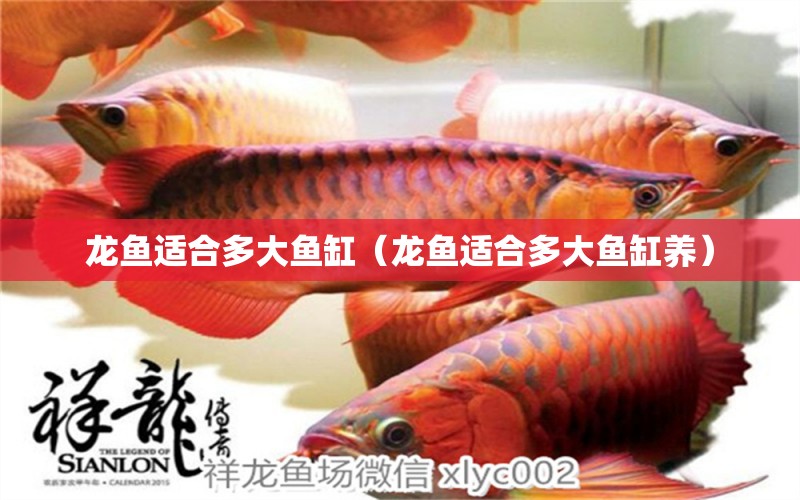 龍魚適合多大魚缸（龍魚適合多大魚缸養(yǎng)）