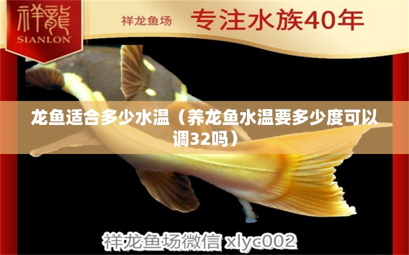 龍魚適合多少水溫（養(yǎng)龍魚水溫要多少度可以調32嗎）