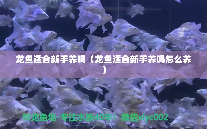 龍魚適合新手養(yǎng)嗎（龍魚適合新手養(yǎng)嗎怎么養(yǎng)）