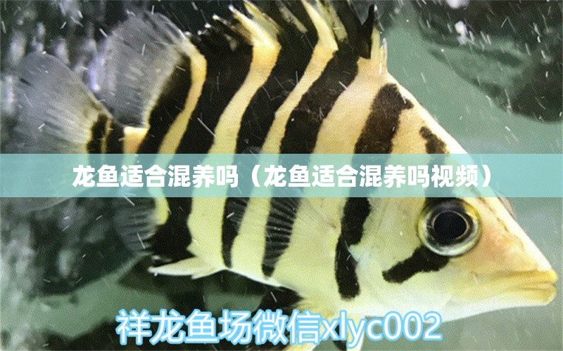 龍魚適合混養(yǎng)嗎（龍魚適合混養(yǎng)嗎視頻） 廣州龍魚批發(fā)市場(chǎng)