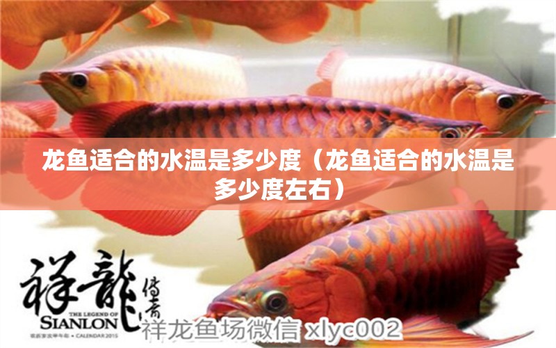 龍魚(yú)適合的水溫是多少度（龍魚(yú)適合的水溫是多少度左右） 電鰻