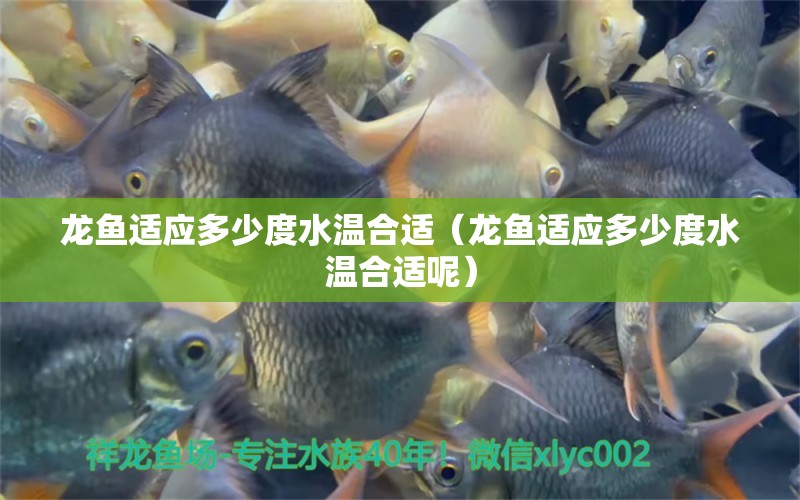 龍魚適應多少度水溫合適（龍魚適應多少度水溫合適呢） 廣州龍魚批發(fā)市場