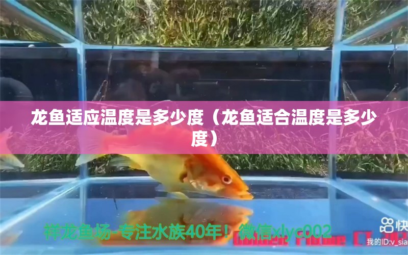 龍魚適應溫度是多少度（龍魚適合溫度是多少度）