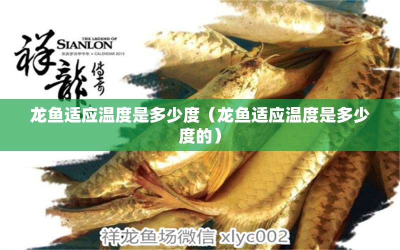 龍魚(yú)適應(yīng)溫度是多少度（龍魚(yú)適應(yīng)溫度是多少度的）