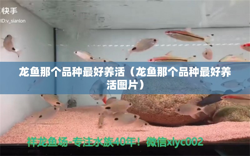 龍魚那個(gè)品種最好養(yǎng)活（龍魚那個(gè)品種最好養(yǎng)活圖片） 廣州龍魚批發(fā)市場