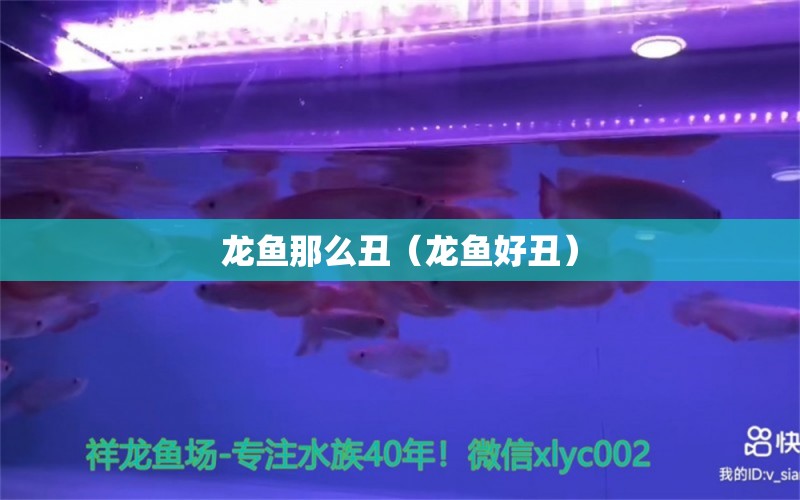 龍魚(yú)那么丑（龍魚(yú)好丑） 龍魚(yú)疾病與治療