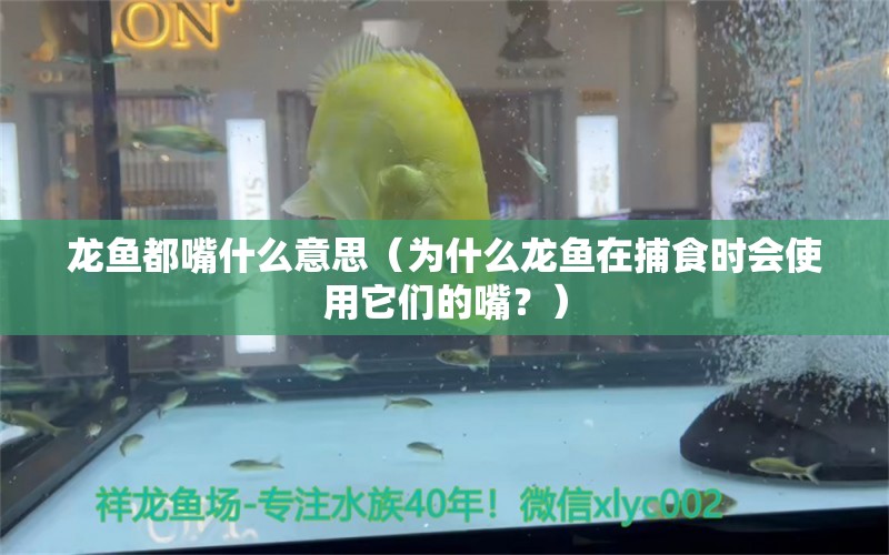 龍魚都嘴什么意思（為什么龍魚在捕食時會使用它們的嘴？） 水族問答 第2張