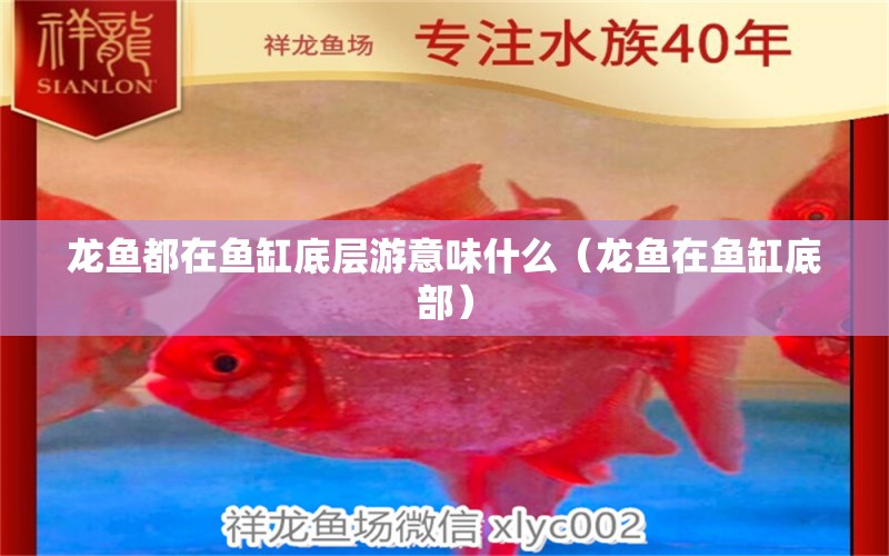 龍魚都在魚缸底層游意味什么（龍魚在魚缸底部） 七彩神仙魚