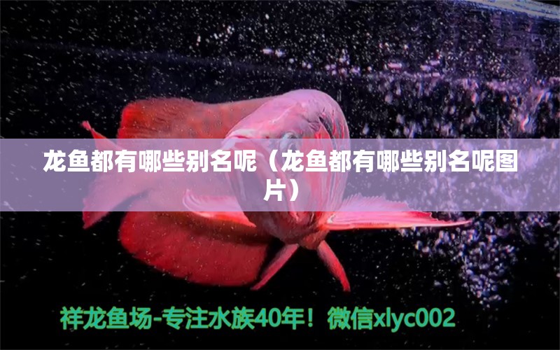 龍魚都有哪些別名呢（龍魚都有哪些別名呢圖片）