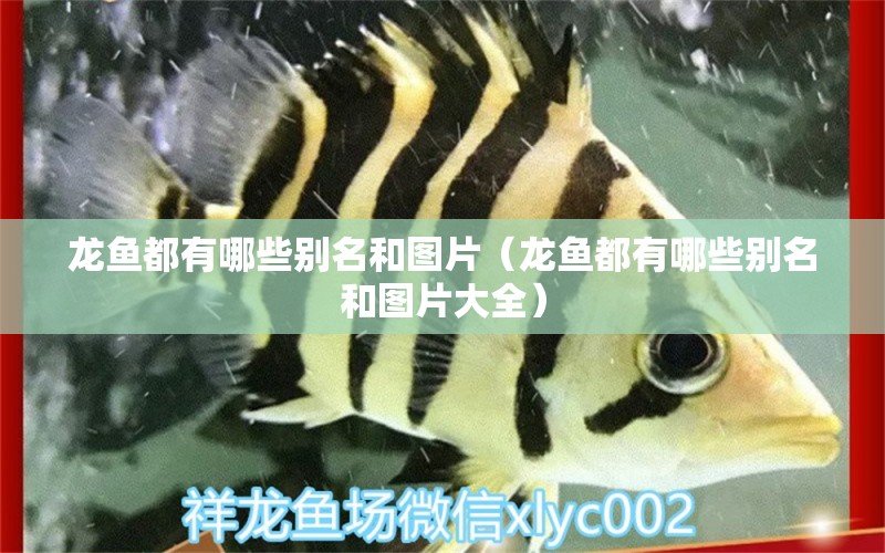 龍魚都有哪些別名和圖片（龍魚都有哪些別名和圖片大全）