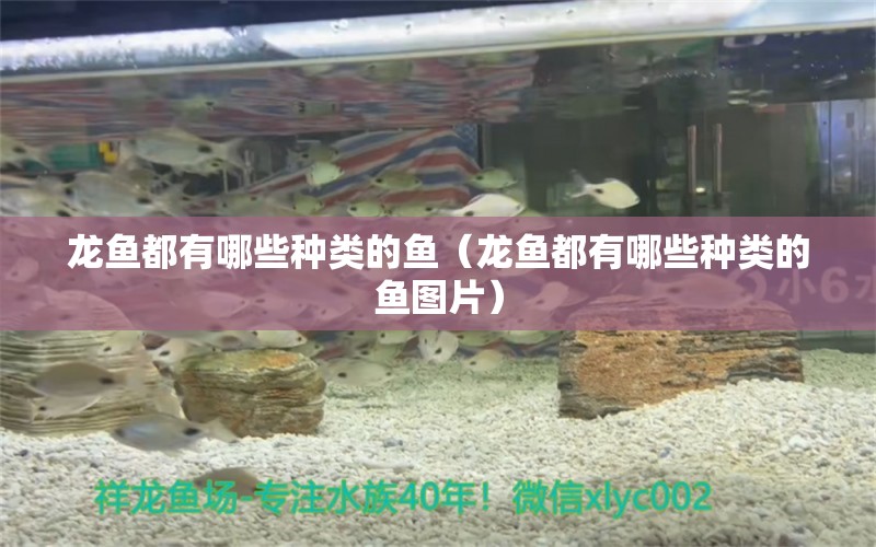 龍魚都有哪些種類的魚（龍魚都有哪些種類的魚圖片） 龍魚疾病與治療