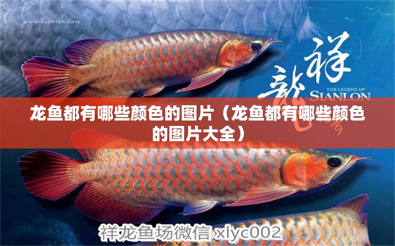 龍魚都有哪些顏色的圖片（龍魚都有哪些顏色的圖片大全） 龍魚疾病與治療