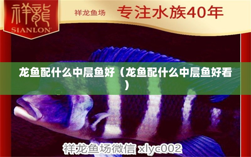 龍魚配什么中層魚好（龍魚配什么中層魚好看） 廣州龍魚批發(fā)市場(chǎng)