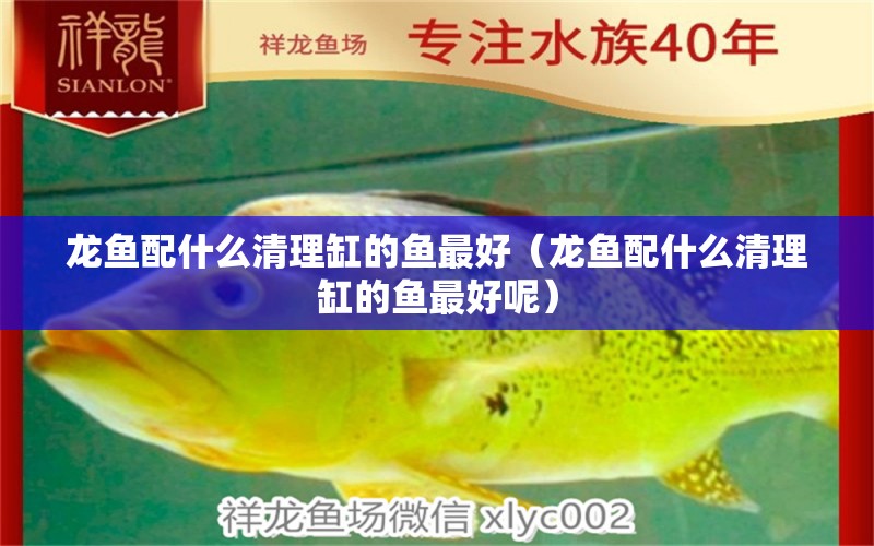 龍魚配什么清理缸的魚最好（龍魚配什么清理缸的魚最好呢） 觀賞魚