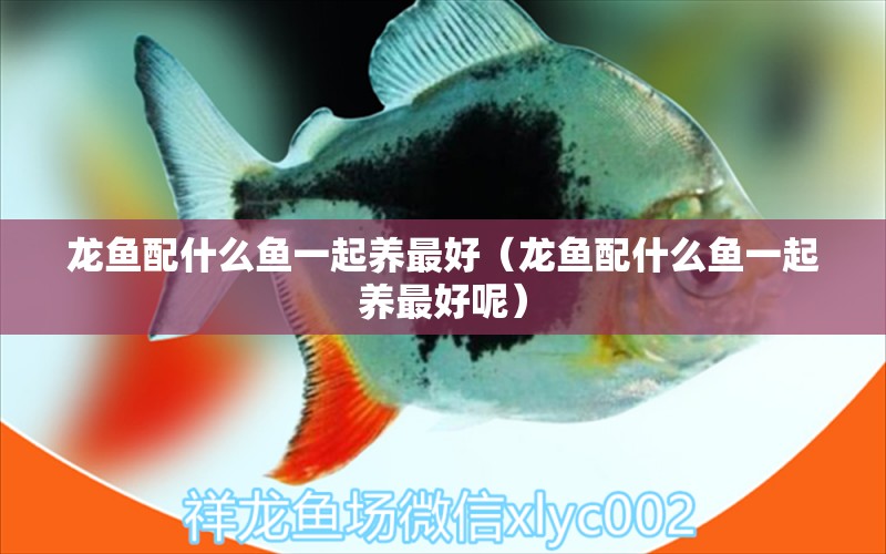 龍魚配什么魚一起養(yǎng)最好（龍魚配什么魚一起養(yǎng)最好呢）