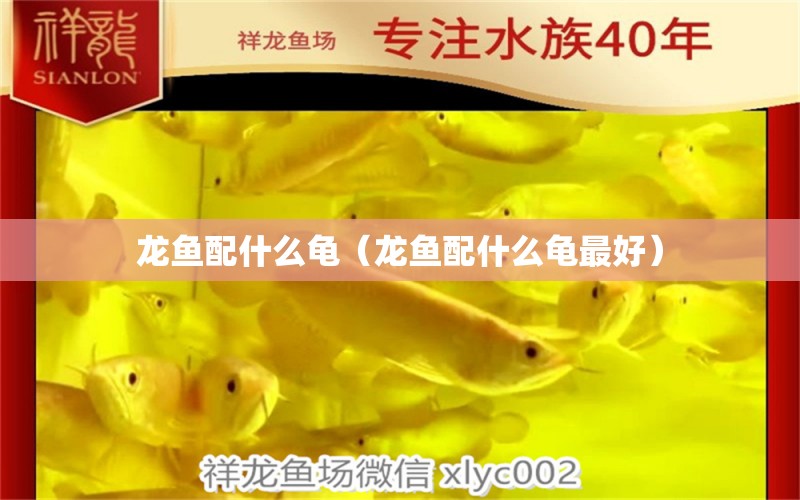 龍魚配什么龜（龍魚配什么龜最好）