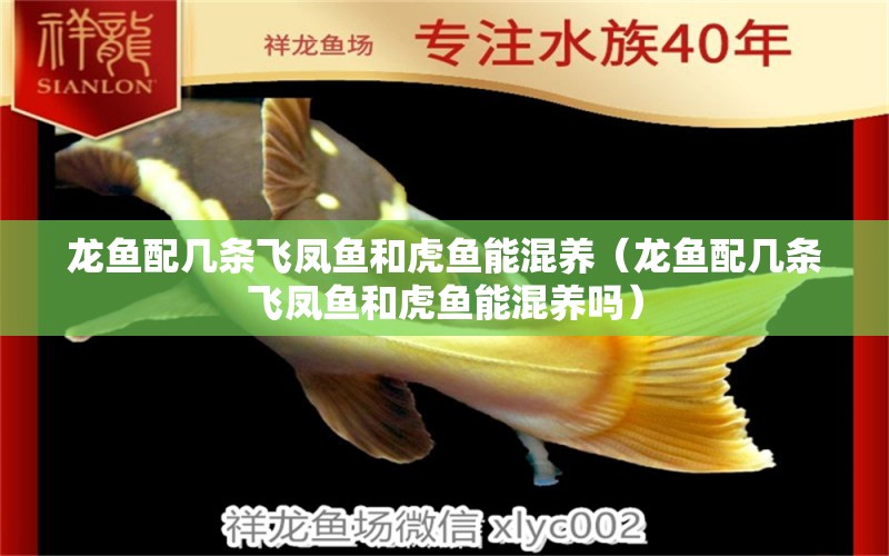 龍魚配幾條飛鳳魚和虎魚能混養(yǎng)（龍魚配幾條飛鳳魚和虎魚能混養(yǎng)嗎） 飛鳳魚