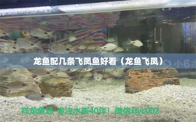 龍魚配幾條飛鳳魚好看（龍魚飛鳳） 飛鳳魚