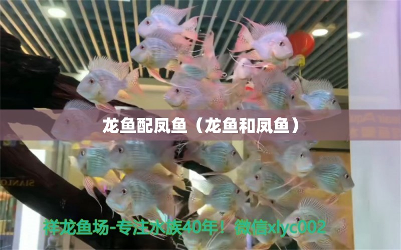 龍魚配鳳魚（龍魚和鳳魚）