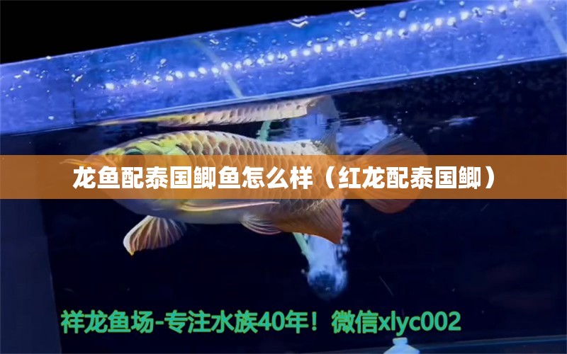 龍魚(yú)配泰國(guó)鯽魚(yú)怎么樣（紅龍配泰國(guó)鯽）