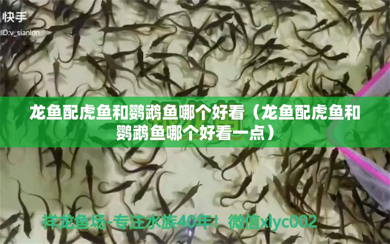 龍魚配虎魚和鸚鵡魚哪個(gè)好看（龍魚配虎魚和鸚鵡魚哪個(gè)好看一點(diǎn)） 鸚鵡魚