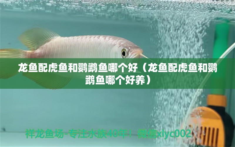 龍魚(yú)配虎魚(yú)和鸚鵡魚(yú)哪個(gè)好（龍魚(yú)配虎魚(yú)和鸚鵡魚(yú)哪個(gè)好養(yǎng)） 鸚鵡魚(yú)