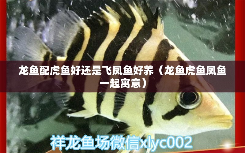 龍魚配虎魚好還是飛鳳魚好養(yǎng)（龍魚虎魚鳳魚一起寓意）