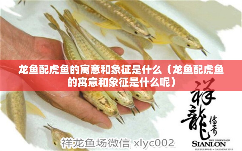 龍魚配虎魚的寓意和象征是什么（龍魚配虎魚的寓意和象征是什么呢）