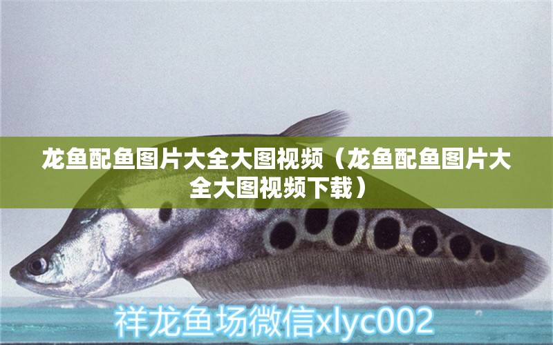 龍魚配魚圖片大全大圖視頻（龍魚配魚圖片大全大圖視頻下載）