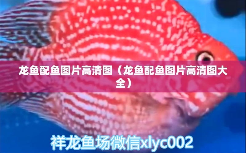 龍魚配魚圖片高清圖（龍魚配魚圖片高清圖大全）