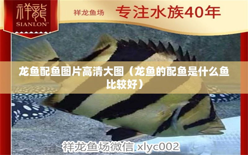 龍魚(yú)配魚(yú)圖片高清大圖（龍魚(yú)的配魚(yú)是什么魚(yú)比較好）