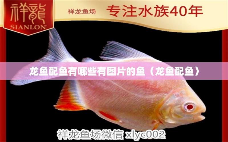 龍魚配魚有哪些有圖片的魚（龍魚配魚）