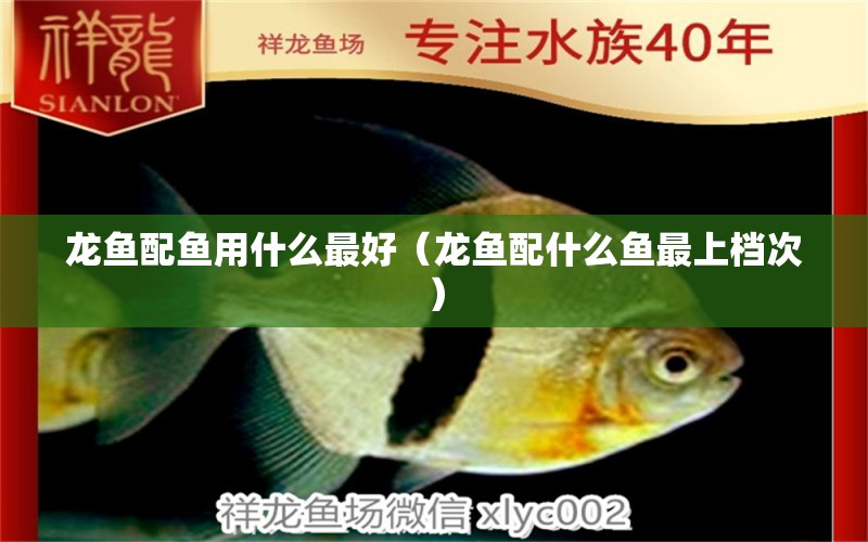 龍魚配魚用什么最好（龍魚配什么魚最上檔次） 龍魚疾病與治療