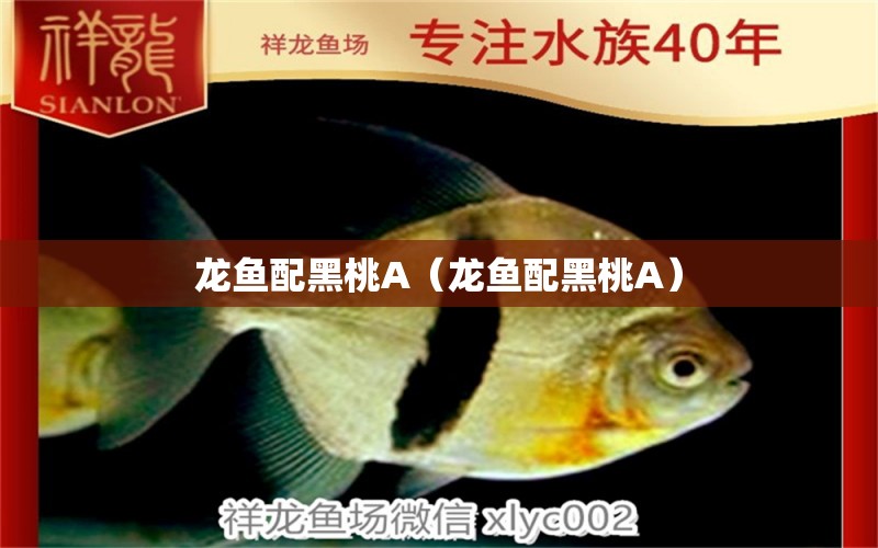 龍魚配黑桃A（龍魚配黑桃A）