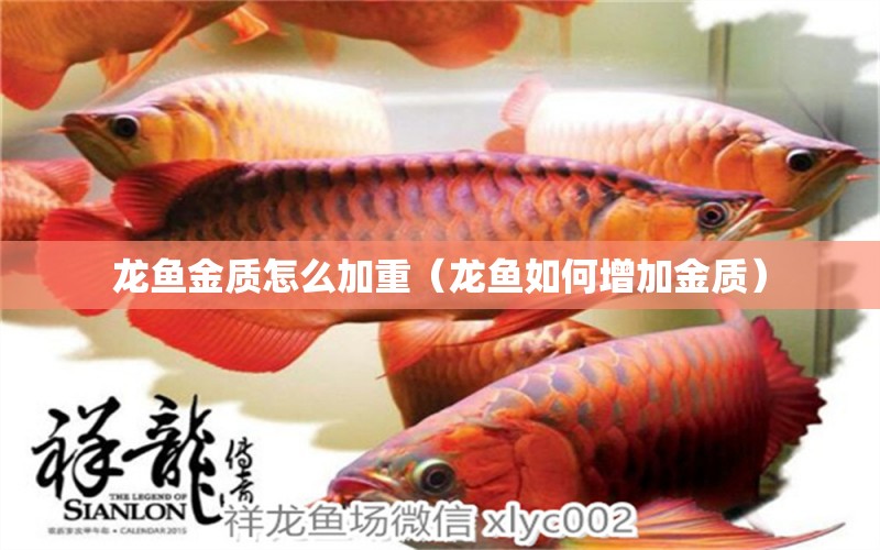 龍魚金質怎么加重（龍魚如何增加金質）