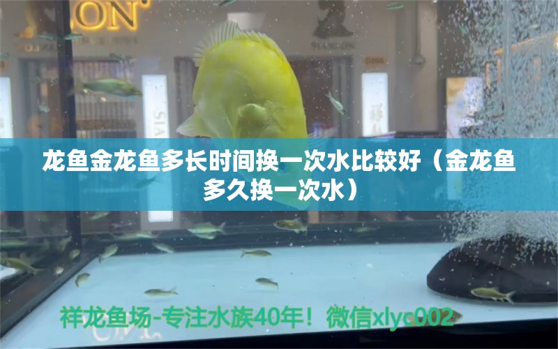 龍魚金龍魚多長時間換一次水比較好（金龍魚多久換一次水） 祥龍水族醫(yī)院