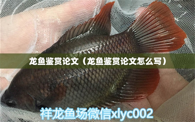 龍魚(yú)鑒賞論文（龍魚(yú)鑒賞論文怎么寫(xiě)）